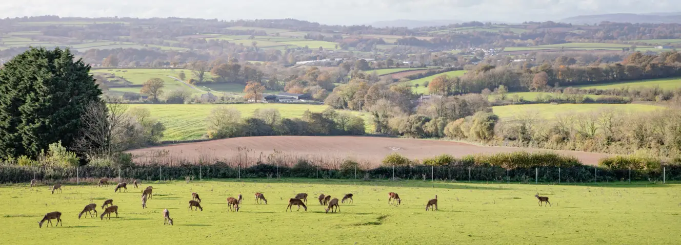 Herd of about 25 deer in the deer farm in the foreground with Devon countryside in the background.