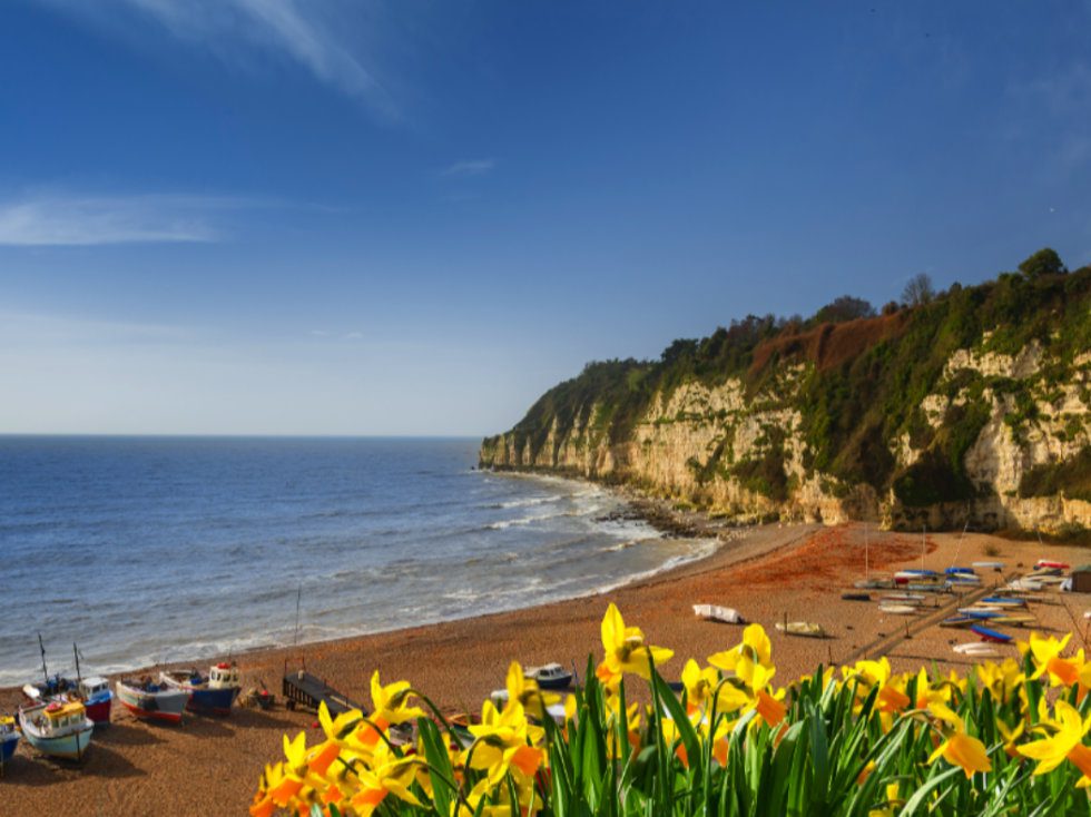The beach at Beer in Devon with daffodils in the foreground and many boats moored on the sand.