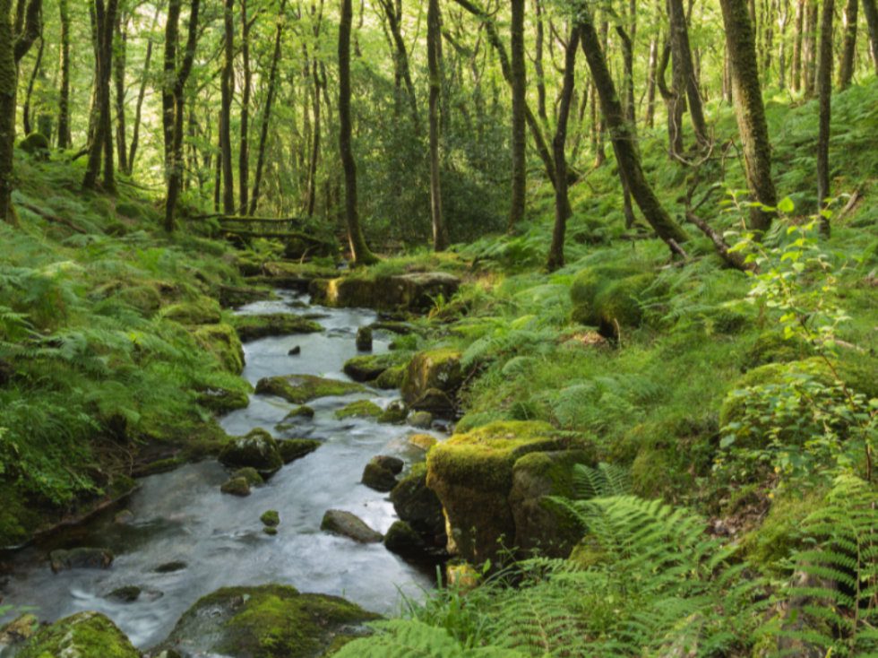 A river running through a heavily wooded valley on Dartmoor.